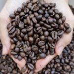 Siembra de café Robusta generaría 2000 empleos en Costa Rica